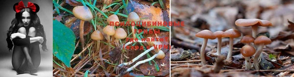 PSILOCYBIN Приозерск